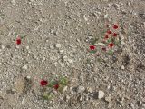 Papaver decaisnei. Цветущие растения в нарушенной каменистой пустыне у дороги. Израиль, побережье Мёртвого моря. 19.03.2008.