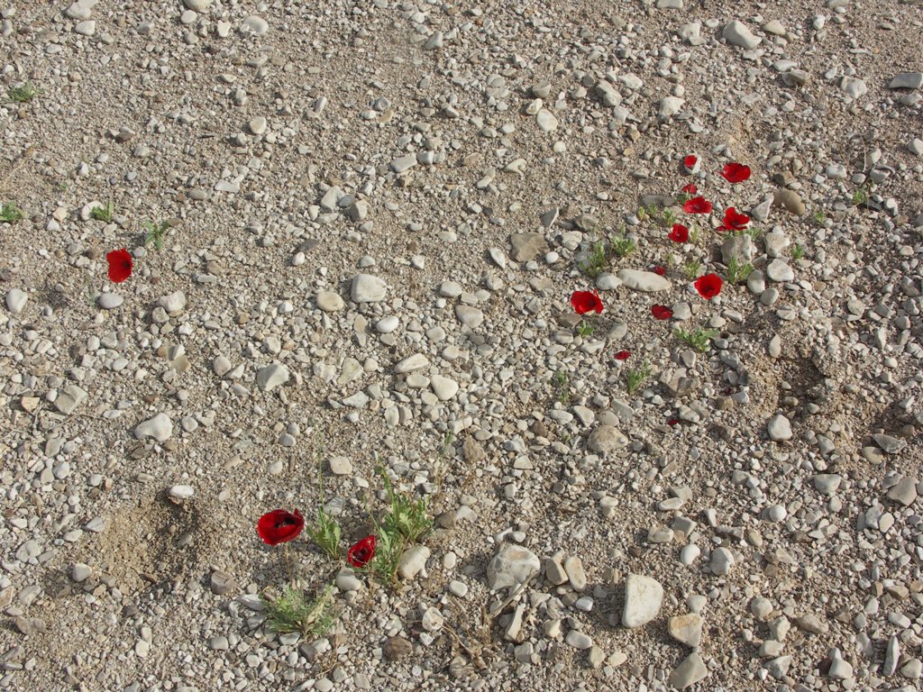 Image of Papaver decaisnei specimen.