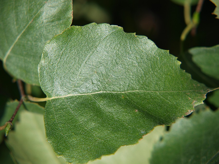 Image of genus Betula specimen.