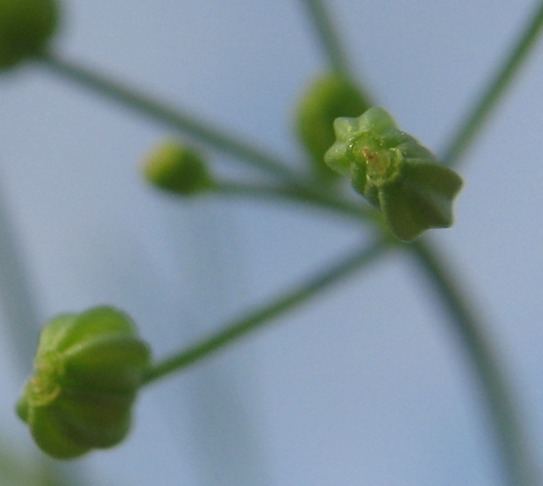 Image of Cyclospermum leptophyllum specimen.