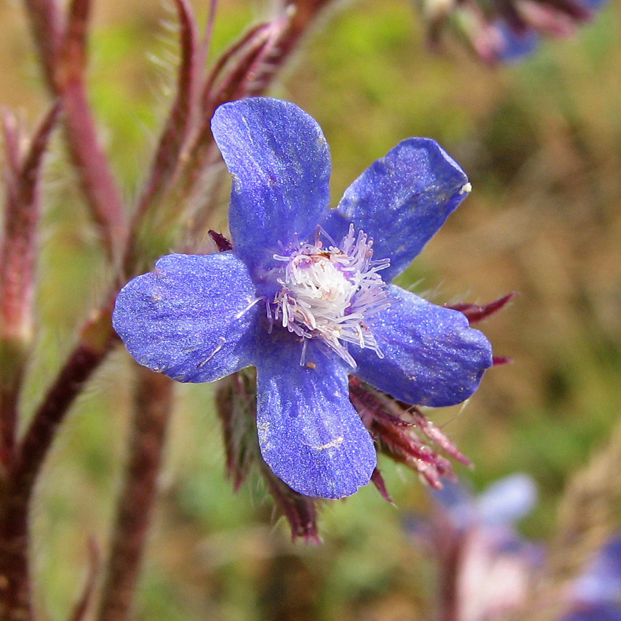Image of Anchusa azurea specimen.