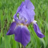 Iris nyaradyana