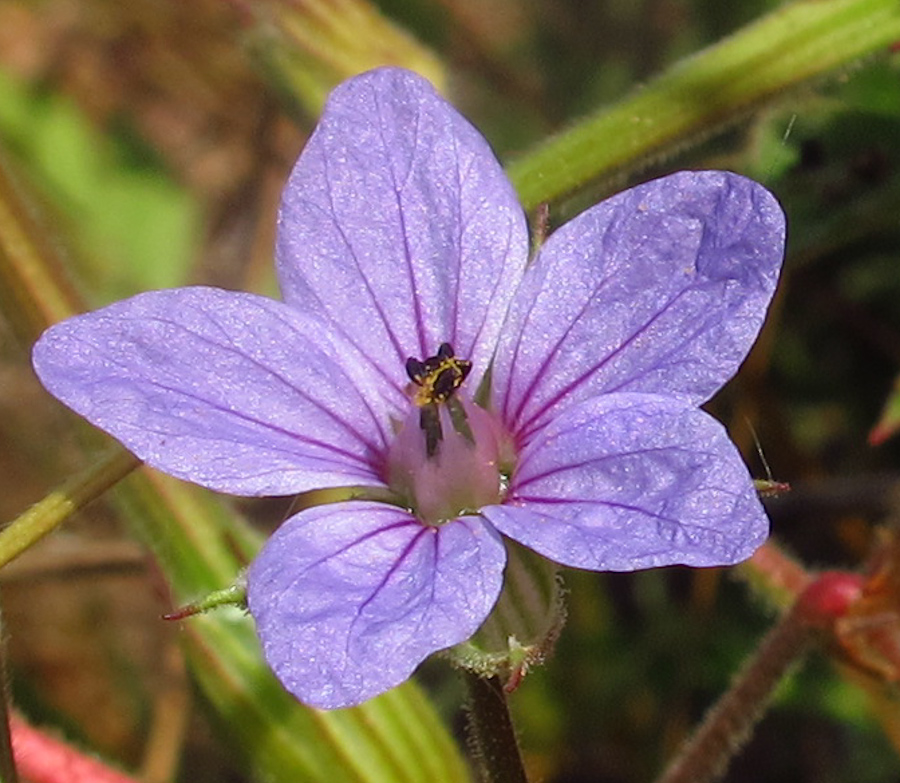 Изображение особи Erodium gruinum.