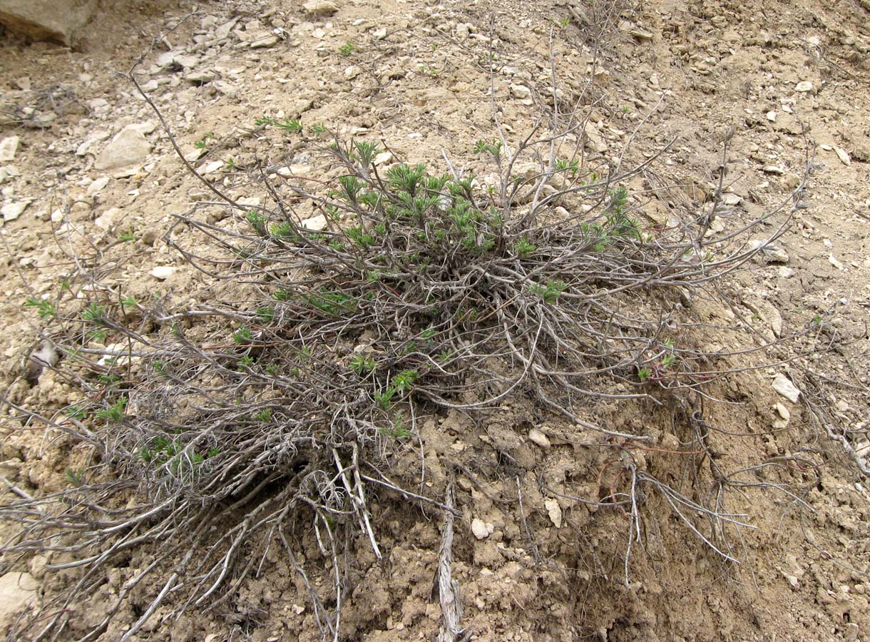 Image of Salvia scabiosifolia specimen.