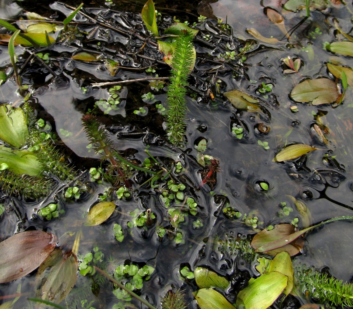 Image of Carum verticillatum specimen.