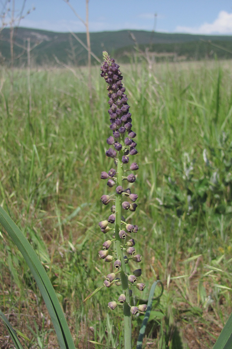 Изображение особи Leopoldia comosa.