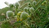 Astragalus finitimus