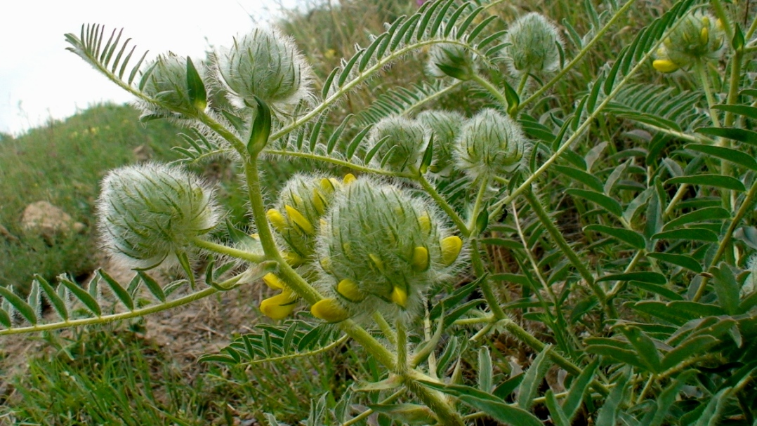 Изображение особи Astragalus finitimus.