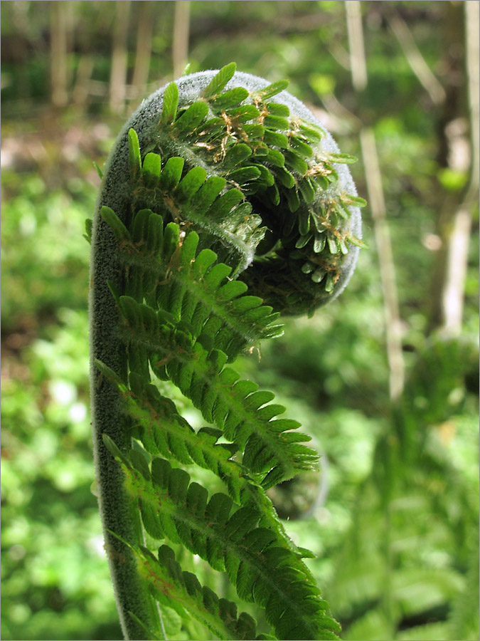 Image of Matteuccia struthiopteris specimen.