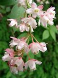Staphylea pinnata