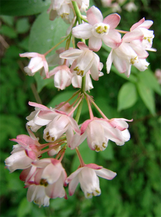 Image of Staphylea pinnata specimen.