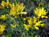 Chamaecytisus austriacus