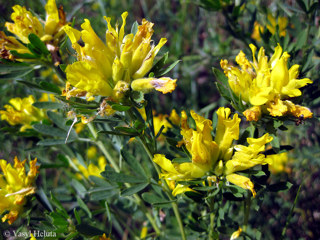 Image of Chamaecytisus austriacus specimen.