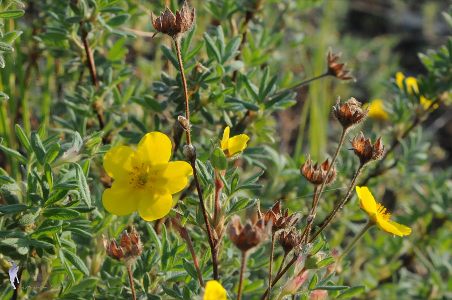 Image of Dasiphora fruticosa specimen.