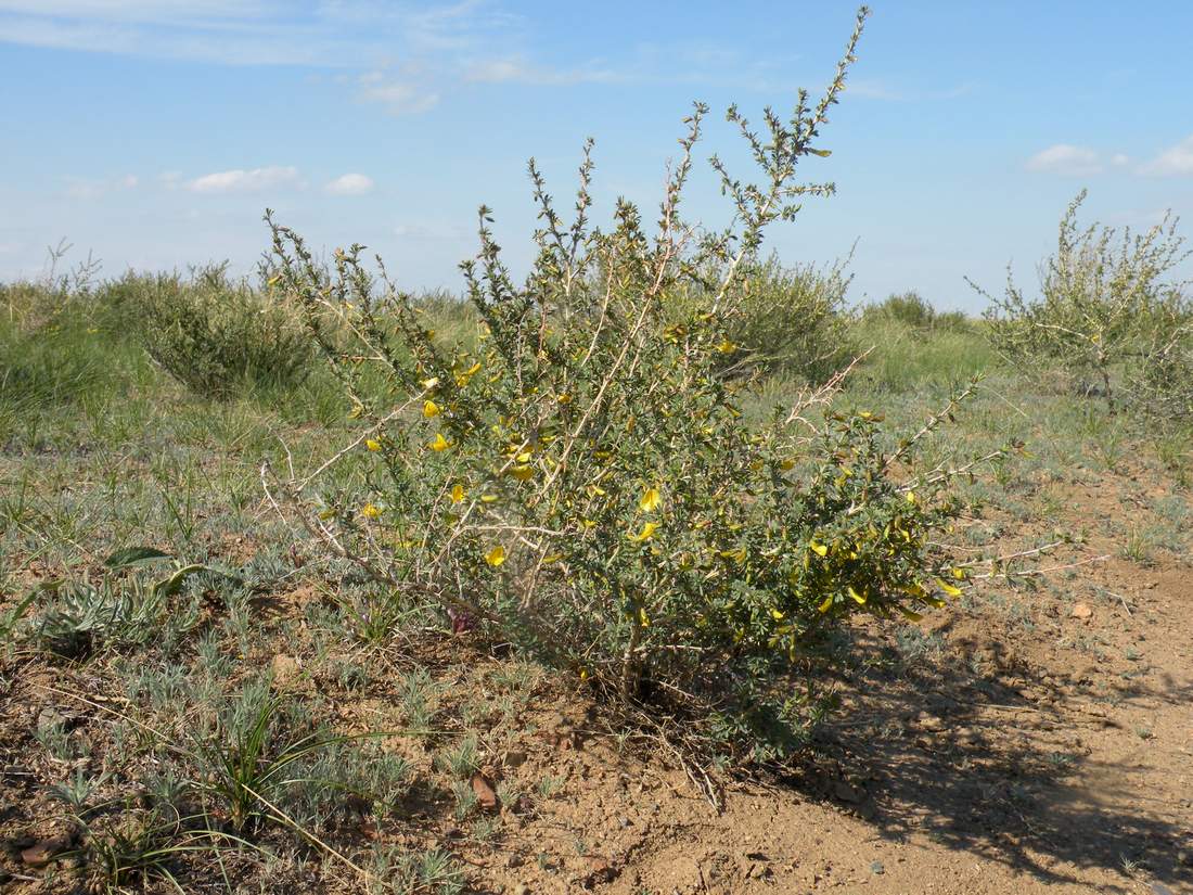 Image of Caragana leucophloea specimen.