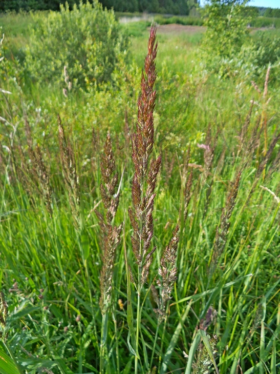 Изображение особи Calamagrostis epigeios.