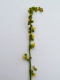 Rumex acetosella. Соцветие. Московская обл., Лотошинский р-н, окр. дер. Савостино. 11.07.2012.