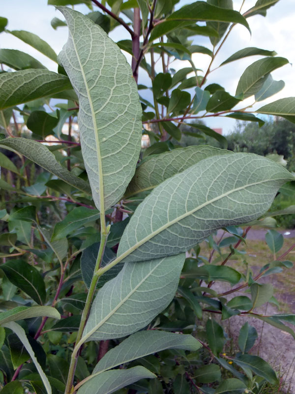 Image of Salix &times; ludificans specimen.