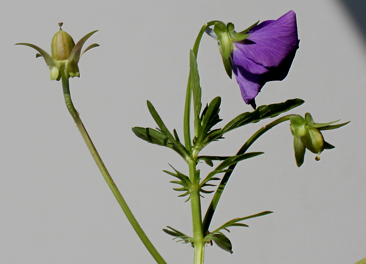 Image of Viola wittrockiana specimen.