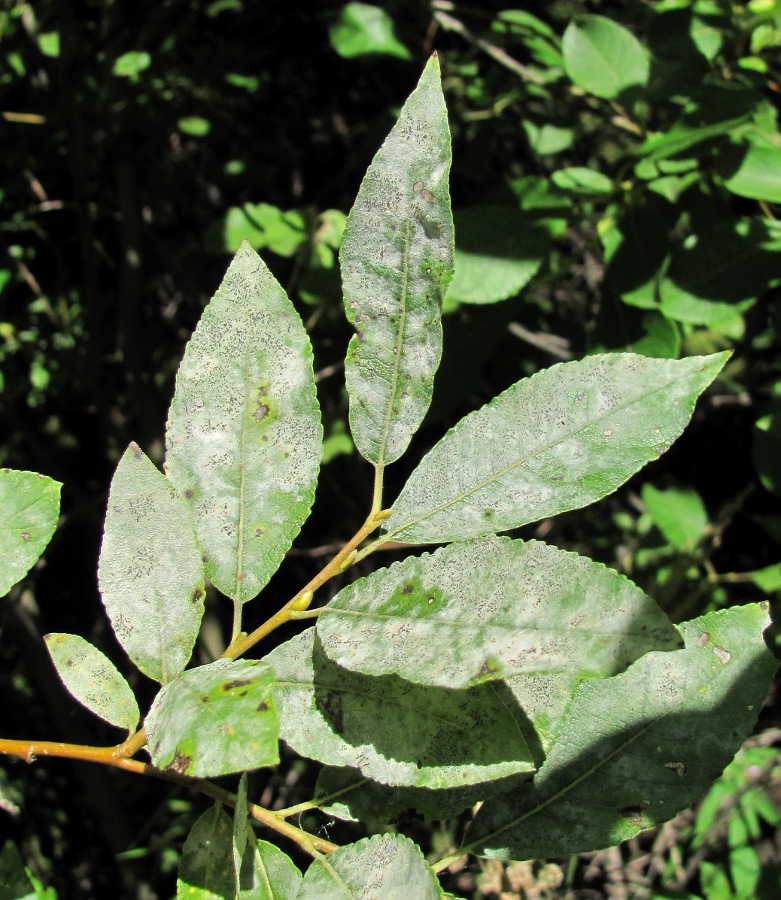 Image of Salix myrsinifolia specimen.