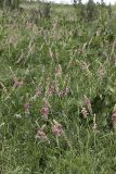 Onobrychis grandis