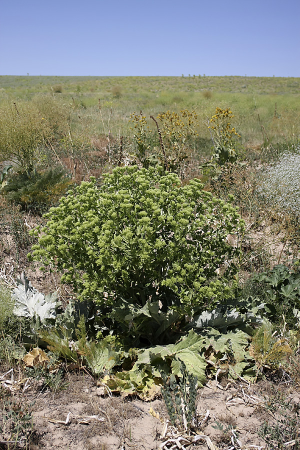 Image of Cousinia triflora specimen.