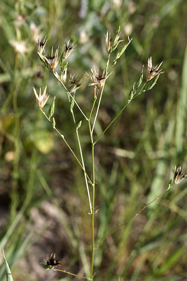 Изображение особи Crupina vulgaris.