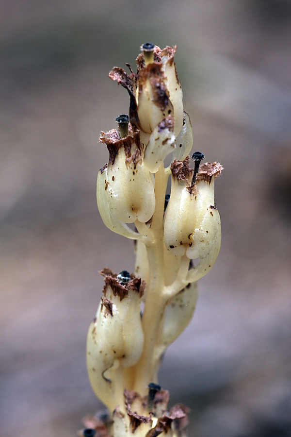Image of Hypopitys monotropa specimen.