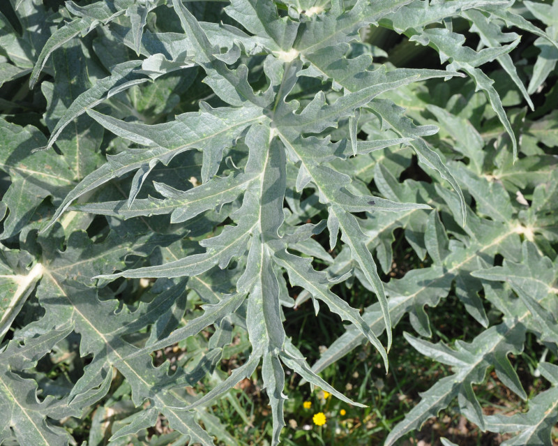 Изображение особи Cynara scolymus.