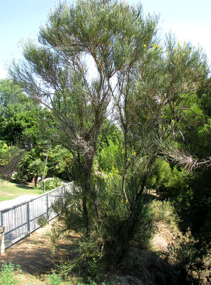 Image of Spartium junceum specimen.