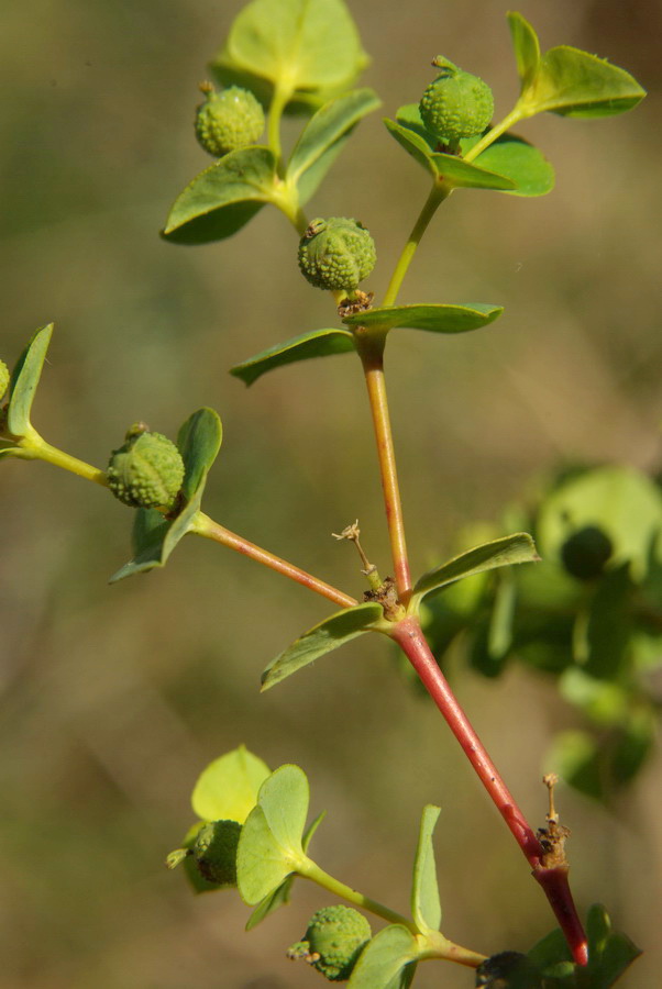 Изображение особи Euphorbia platyphyllos.