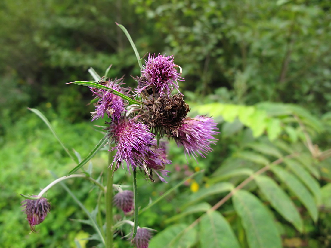 Изображение особи Cirsium pendulum.