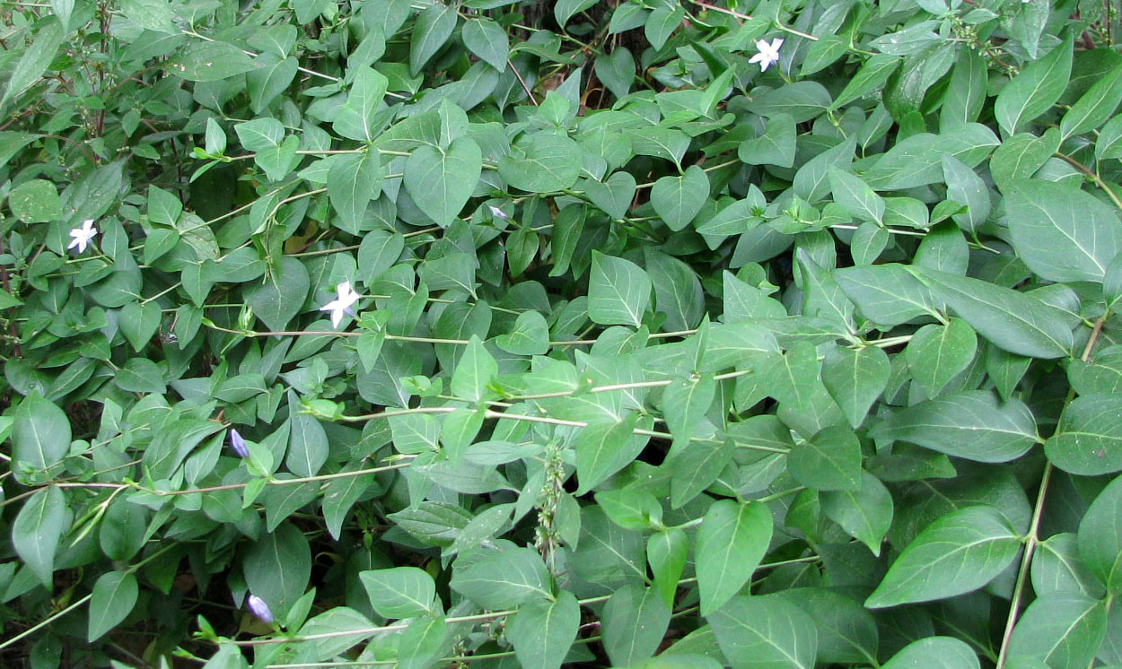 Image of Vinca difformis specimen.