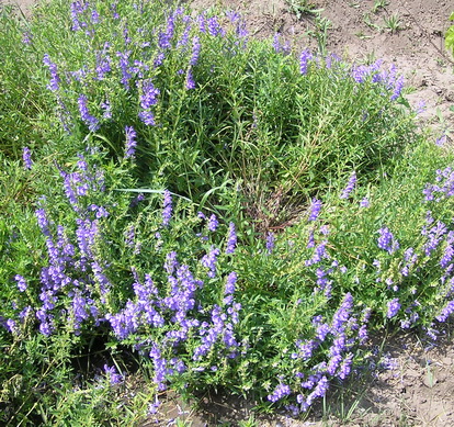 Изображение особи Scutellaria baicalensis.