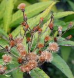 Vernonia arkansana