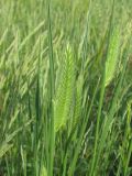 Agropyron pectinatum. Верхушка побега с соцветием, выходящим из листового влагалища. Украина, г. Запорожье, пос. Солнечный, балка. 19.05.2011.