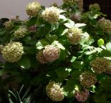 Hydrangea arborescens