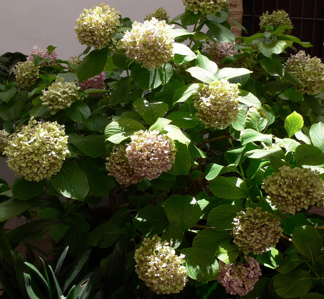 Изображение особи Hydrangea arborescens.