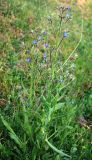 Anchusa azurea