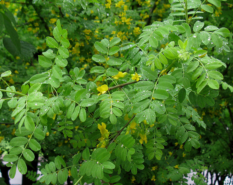 Image of Caragana arborescens specimen.