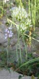 Allium erdelii. Цветущее растение. Израиль, г. Беэр-Шева, рудеральное местообитание. 07.03.2013.