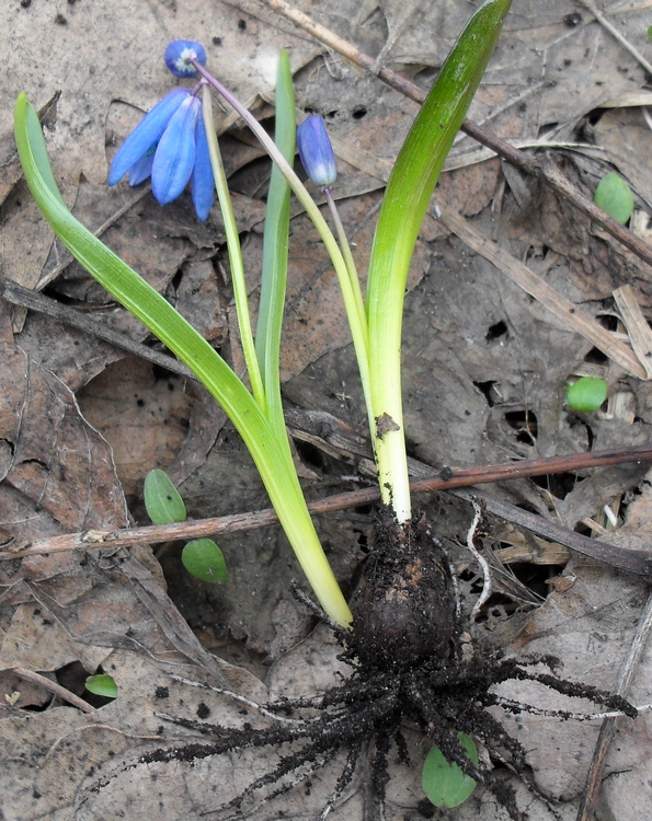 Image of Scilla siberica specimen.