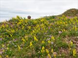 Solidago подвид lapponica