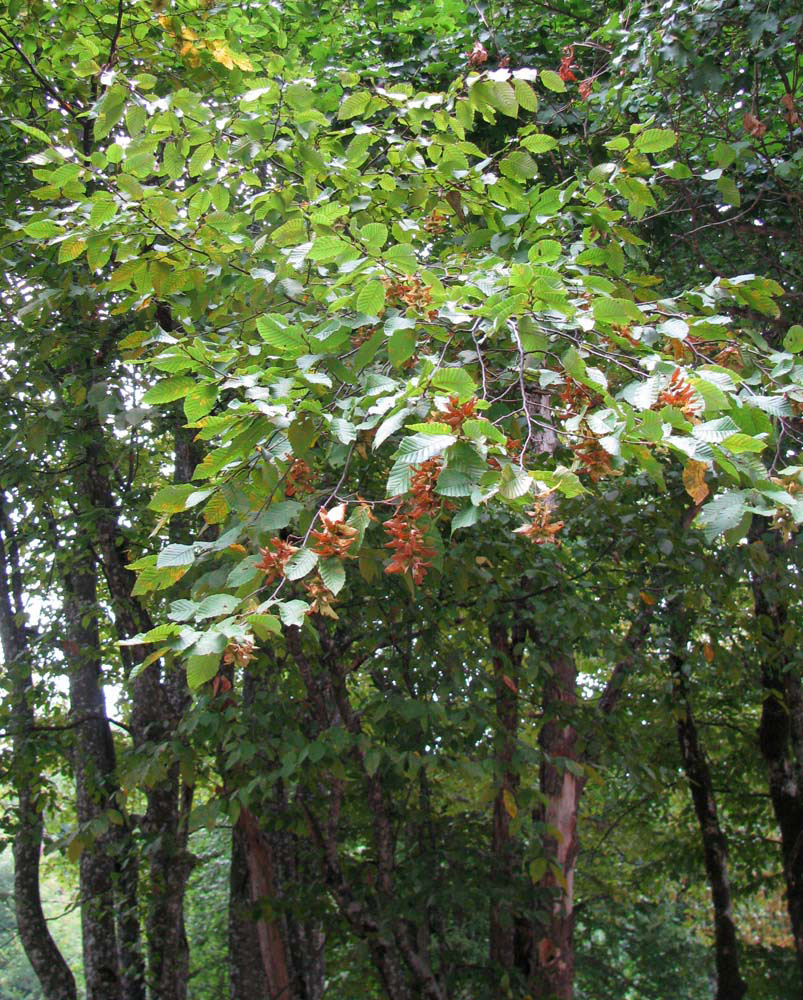 Изображение особи Carpinus betulus.