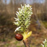 Salix caprea