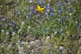 Tulipa scythica