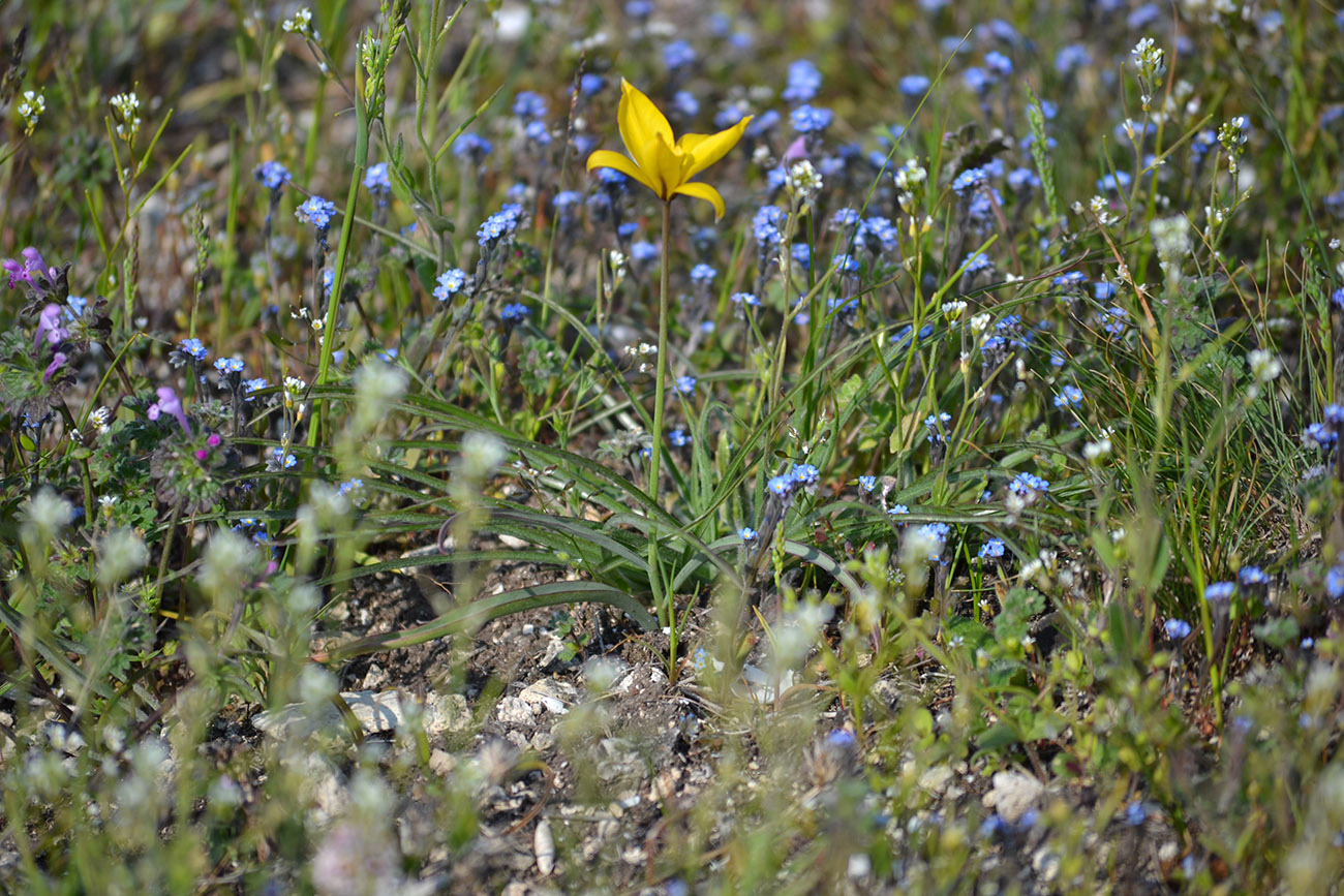 Изображение особи Tulipa scythica.