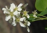 Amelanchier spicata. Соцветие. Санкт-Петербург. 26 мая 2009 г.