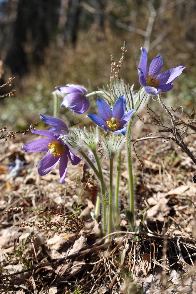 Image of Pulsatilla patens specimen.