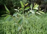 Salix triandra